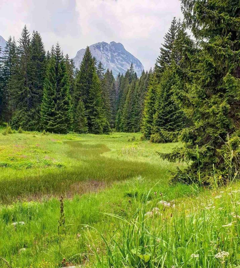North Forest Žabljak Exteriör bild